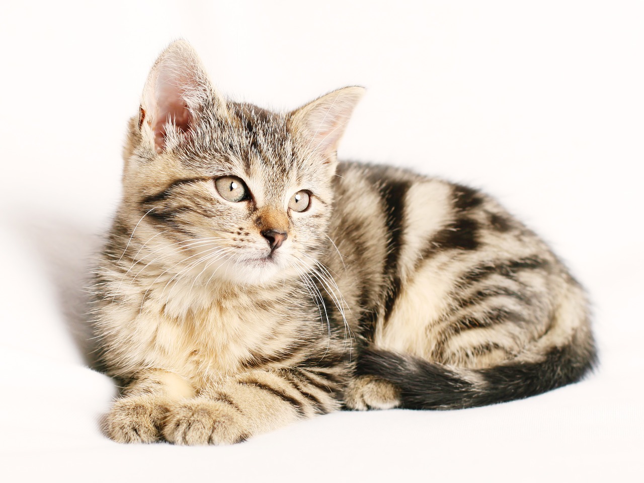 North County Dublin SPCA Caring for Your kitten