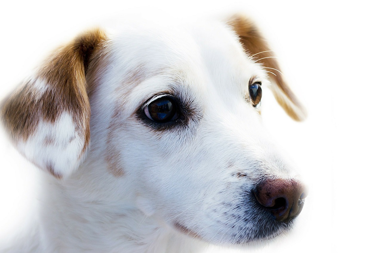 North County Dublin SPCA