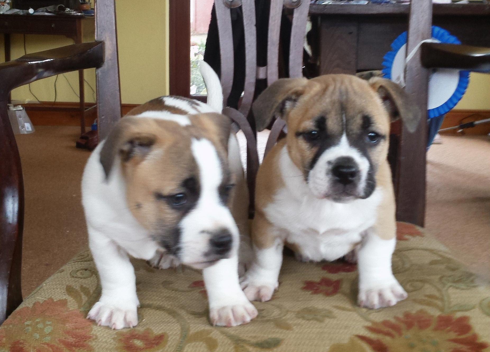 Re-homing Dogs & Cats